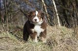 BERGER AUSTRALIEN PUPPIES 299